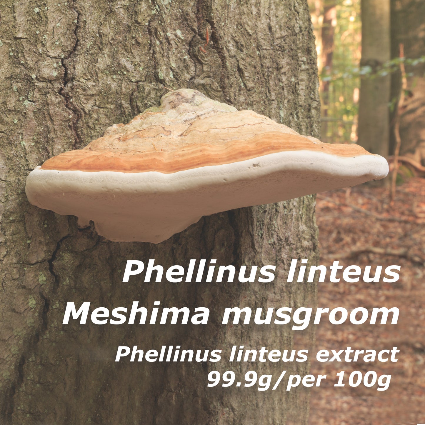 Mesima Mushroom Granules 180g – Daily Health & Immune Support by FINE JAPAN