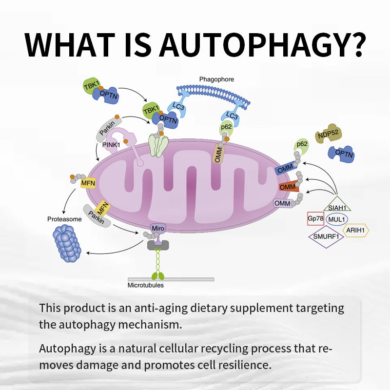 FINE Autophagy ReCell – 90 Capsules (33.3 g) by FINE JAPAN